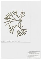 藏品(縊叉松藻)的圖片